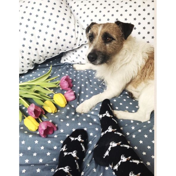 Czarne skarpetki zdobione wizerunkami Jack Russell Terrierów - modny akcent dla miłośników psów