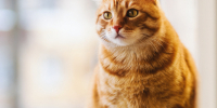Skarpetki w koty – dla prawdziwych kociarzy