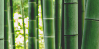 Skarpety bambusowe – wady i zalety